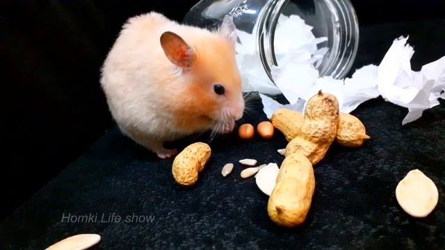Хомяк Бобби на Прогулке. Стеклянный Домик Для Хомяка. Hamster