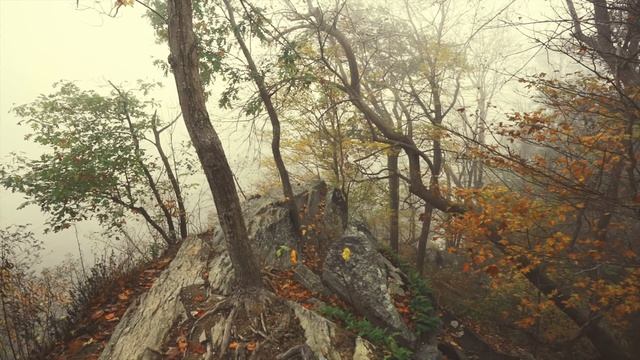 Поход в туманный лес после восхода солнца ｜ Звуки природы