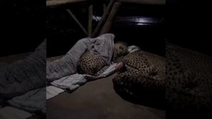 Семья гепардов всегда спит с лесником, и вот что запечатлела камера наблюдения
