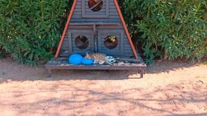 Melas Lara Hotel 5* Antalya All Inclusive Turkey бюджетно и вкусно