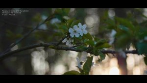 7Artisans 50mm F1.8 - Panasonic GH5 (4K V-LOG test)