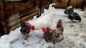 Обзор пород хозяйства!!! Новая порода кур в нашем хозяйстве!!! Павловская порода кур!!