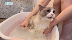 初めてのお風呂が怖くて鳴き続ける猫がこちらですw