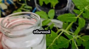 подкормка для рассады