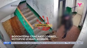 Волонтёры спасают собаку, которую избил хозяин