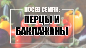 Посев семян перцев и баклажанов.