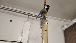 Синица прилипла на липучку от мух