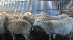 Катумские овцы готовимся к январским окотам
