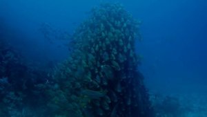 Стайные рыбы.