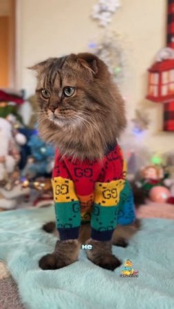 Вот это запросики у нее!😹 #котики #юмор #кошки
