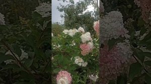 Метельчатые гортензии: Ванила Фрайз, Меджикал Флейм и ЛаймЛайт.