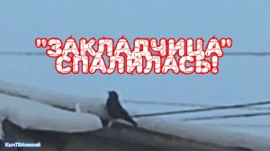 "Закладчица" спалилась!