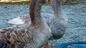 #Гуси  #Комогоры #Тульскиегорбоносые