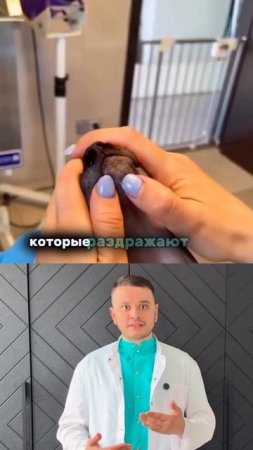 Акне у кошек
