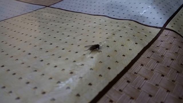 Пьяные мухи. Drunk fly смотреть онлайн