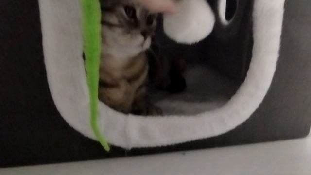 ASMR
