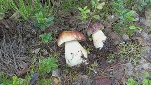 КАРЕЛИЯ 2023 много грибов