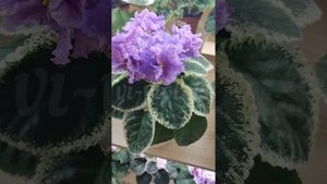 Фиалки vi-violets: обзор сортов ЛФ- (Л.Федосеева) в моей коллекции