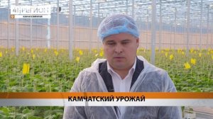 БОЛЕЕ 100 ТЫСЯЧ СЕМЯН ОВОЩЕЙ ВЫСАЖЕНО В ТЕПЛИЧНОМ КОМПЛЕКСЕ «КАМЧАТСКИЙ» • НОВОСТИ КАМЧАТКИ