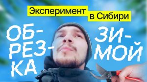 Обрезка деревьев зимой: плодовые, яблони, хвойные. Эксперимент в Сибири