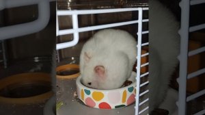 Сирийский хомяк