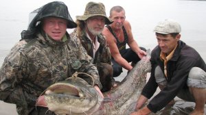 Сом поднимается на звук квока, но не берет насадку.  2020 год. От Юрия Философа