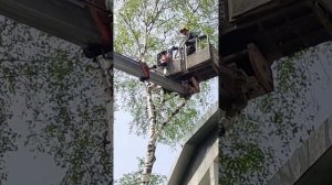 Работа по удалению деревьев с автовышки и утилизация порубочных остатков