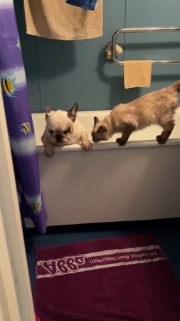 Французский бульдог выпрыгивает из ванной #shorts | French bulldog in bathroom