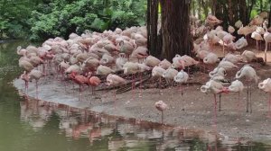 Китай. Гуанчжоу. Зоопарк, часть 4.