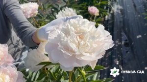 Snow Cloud peony. Сноу Клауд пион. Пулков сад