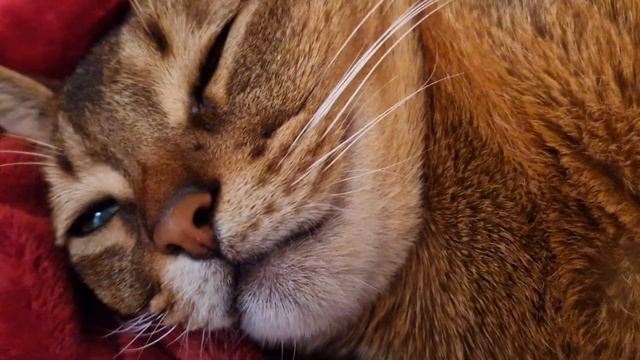 Моя Любовь или точнее одна из смотреть онлайн