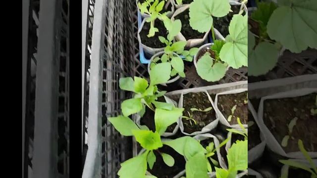 Яка розсада?🥰🌸🌼🌸 Дивимось! 23.04.24 смотреть онлайн