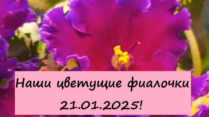 Наши цветущие фиалочки 21.01.2025!
