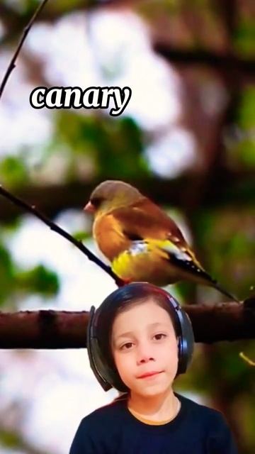 relaxation bird Chirping, bird songs, bird watching, bird calls, bird sounds,  birds relaxing🎶🐦