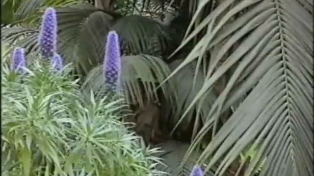 Disney Club vom 11.06.94 Teil 2 german смотреть онлайн