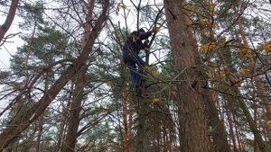 Спил макушки дерева ручной пилой в одиночку.