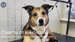 Советы кинолога: как легко приучить собаку к уходовым процедурам
#groomerpet