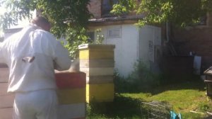 Как быстро снять магазины с улья