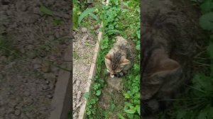 Арбузы и зола... А надо ли??? А как вы считаете?