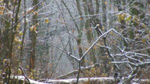 Звуки леса во время снегопада. Успокаивающая музыка леса