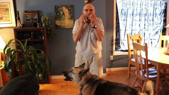 German Shepherd X Husky sings Happy Birthday accompanied by Grampa on Harmonica смотреть онлайн