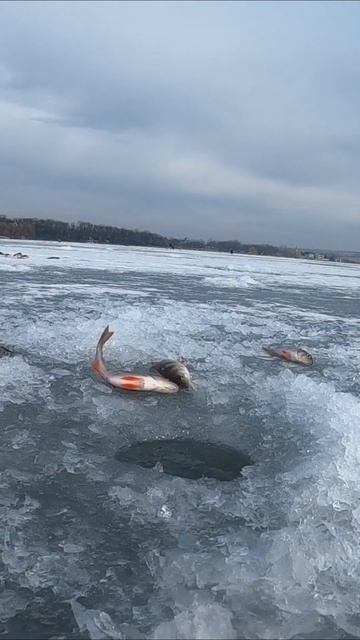 Ловля окуня зимой #случайнарыбалке