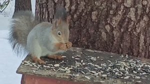 Санкт-Петербург январь 2025 г. Крестовский остров.