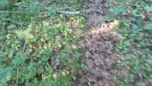 В лес за лисичками и голубикой.