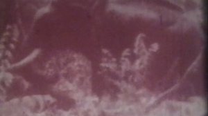 Короткометражный док. фильм 8 мм /  В ДЖУНГЛЯХ ИНДИИ ( БЕЗ ЗВУКА ) Сер 20 века