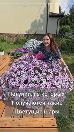 Петунии,  из которых Получаются такие огромные цветущие шары
