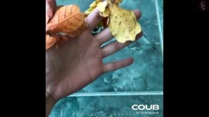 BEST CUBE # 69 | FUNNY COUB | Смешные Кубы | ЛУЧШИЕ ПРИКОЛЫ | BEST COUB | СМЕШНЫЕ КУБЫ |