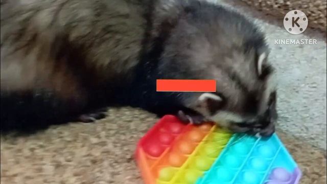 Переезд на юг/Сплошная болтология/Посылочка/Хорёк/Влог смотреть онлайн