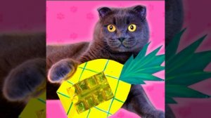 Эдит: Кот Баттерс #Баттерс