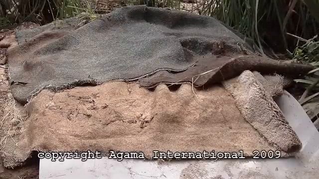 Basic tegu hibernation nest смотреть онлайн
